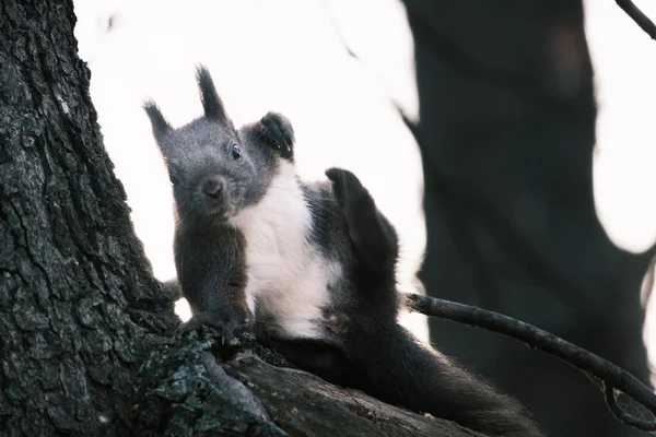 Χαριτωμένο Νεαρό Πορτρέτο Σκίουρος Στο Δέντρο Στο Πάρκο — Φωτογραφία Αρχείου