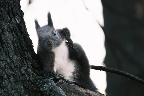 Parktaki ağaçtaki sevimli genç sincap portresi.