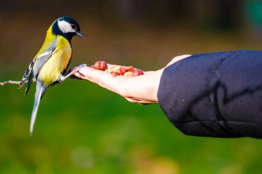 Titmouse kuşu, parkta küçük vahşi yaşam kuşları.