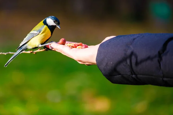 Titmouse kuşu, parkta küçük vahşi yaşam kuşları.