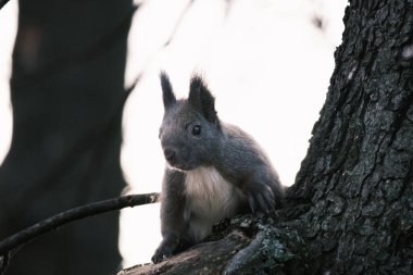 Parktaki ağaçtaki sevimli genç sincap portresi.