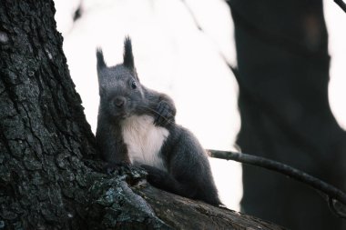 Parktaki ağaçtaki sevimli genç sincap portresi.