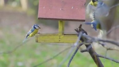 Titmouse kuşu, halk parkındaki küçük vahşi yaşam kuşları.