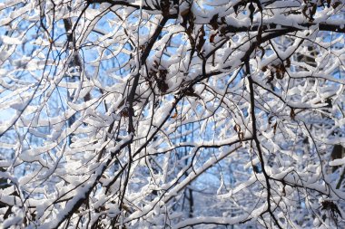 Taze toz karlı kış manzarası