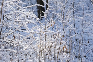 Taze toz karlı kış manzarası