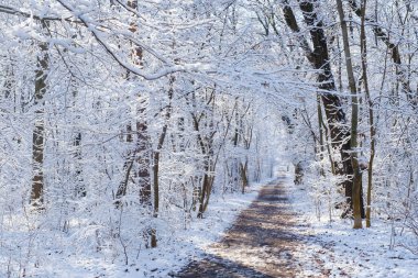 Taze toz karlı kış manzarası