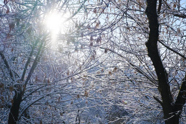 新鮮なパウダースノーで冬の風景 — ストック写真