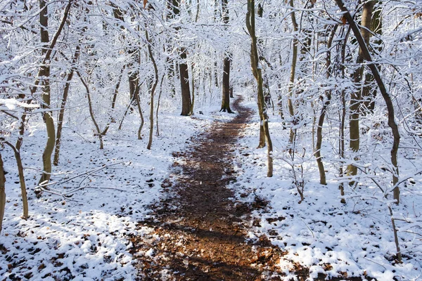 Winterlandschaft Mit Frischem Pulverschnee — Stockfoto