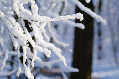 Taze toz karlı kış manzarası