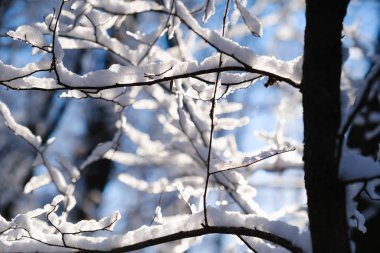 Taze toz karlı kış manzarası