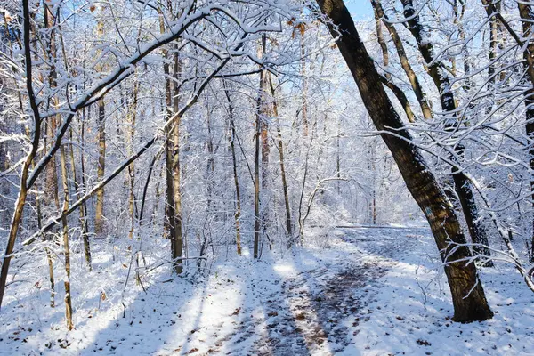 新鮮なパウダースノーで冬の風景 — ストック写真