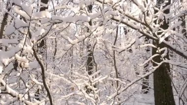 Ormanda karla kaplı ağaçlar, kış manzarası