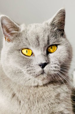 Gri İngiliz kısa saçlı kedi portresi