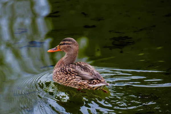 Vadkacsa Úszás Tóban Vízi Madarak Parkban — Stock Fotó