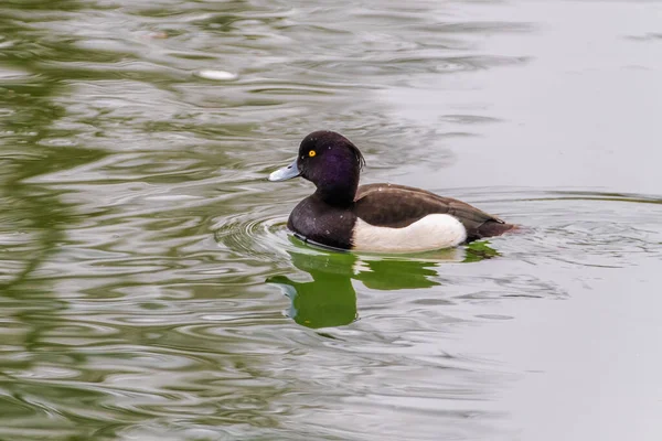 Wild Duck Swimming Lake Water Birds Park — Stock Fotó