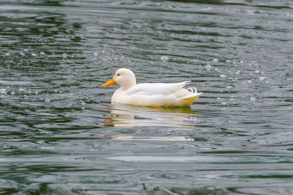 Vadkacsa Úszás Tóban Vízi Madarak Parkban — Stock Fotó