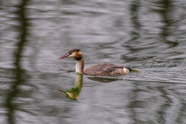 Great crested grebe in its natural habitat swimming in lake. water birds.