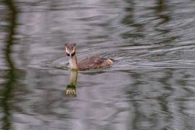 Great crested grebe in its natural habitat swimming in lake. water birds.