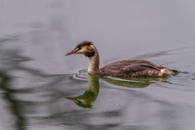 Great crested grebe in its natural habitat swimming in lake. water birds.