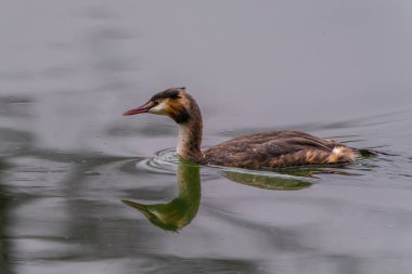 Great crested grebe in its natural habitat swimming in lake. water birds.