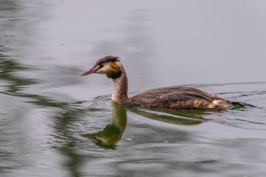 Great crested grebe in its natural habitat swimming in lake. water birds.