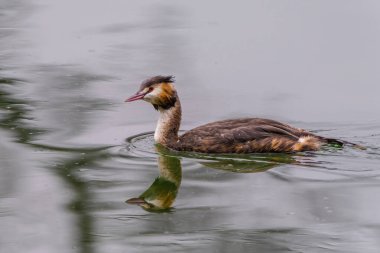 Great crested grebe in its natural habitat swimming in lake. water birds.
