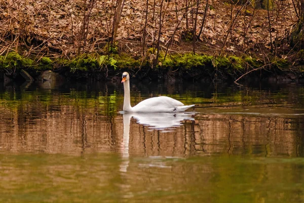 Beautiful White Swan Floating Calm Water Lake — Stock Fotó