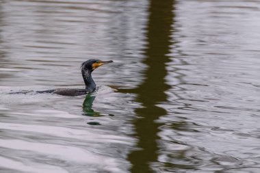 The great cormorant, Phalacrocorax carbo, known as the great black cormorant, in a river