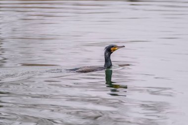 The great cormorant, Phalacrocorax carbo, known as the great black cormorant, in a river