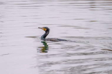 The great cormorant, Phalacrocorax carbo, known as the great black cormorant, in a river