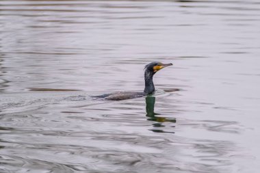 The great cormorant, Phalacrocorax carbo, known as the great black cormorant, in a river
