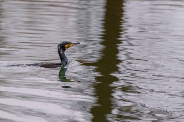 The great cormorant, Phalacrocorax carbo, known as the great black cormorant, in a river