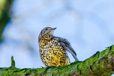 Mistle Thrush. Turdus viscivorus. perching on branch in park