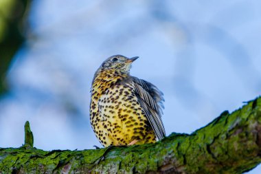 Mistle Thrush. Turdus viscivorus. perching on branch in park