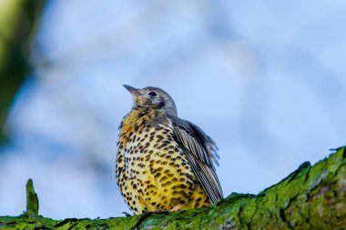 Mistle Thrush. Turdus viscivorus. perching on branch in park