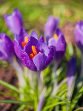 closeup of wild crocus flowers blooming on green grass under sunlight day