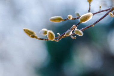 Blossoming Tree in Spring. Spring time in nature with blooming tree