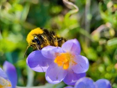 closeup of wild crocus flowers blooming on green grass under sunlight day