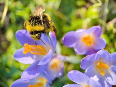closeup of wild crocus flowers blooming on green grass under sunlight day