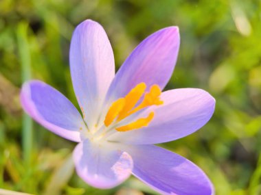 closeup of wild crocus flowers blooming on green grass under sunlight day