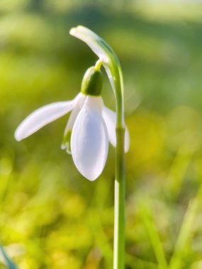 Close up of snowdrop flowers blooming. First spring flowers
