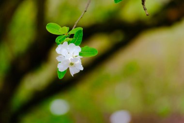 Blossoming Tree in Spring. Spring time in nature with blooming tree