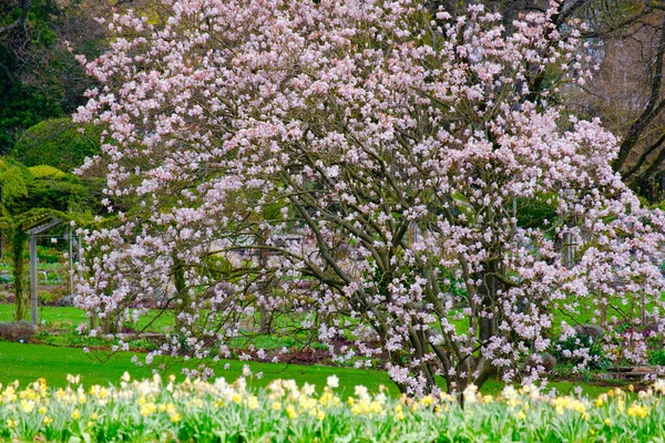 Blossoming Tree Spring Spring Time Nature Blooming Tree — Fotografia de Stock