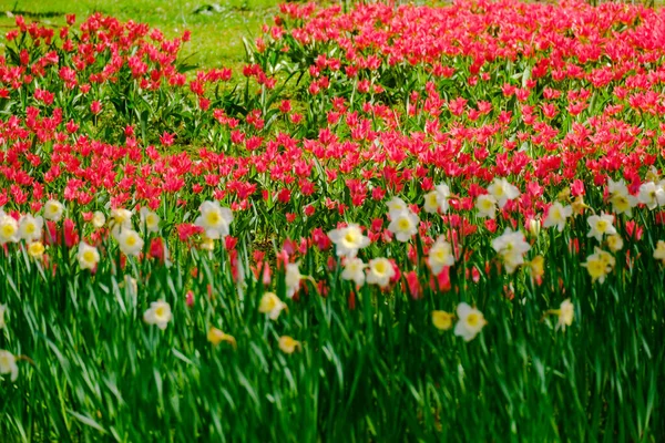 Coloridos Tulipanes Florecientes Flores Campo Primavera —  Fotos de Stock
