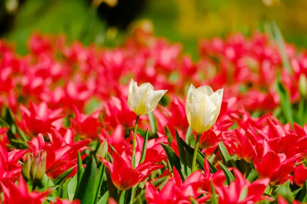 Colorful Blooming Tulips Flowers Early Spring Field — Stock Photo, Image