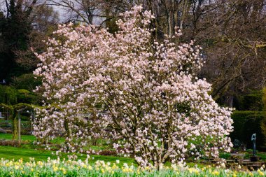 Blossoming Tree in Spring. Spring time in nature with blooming tree