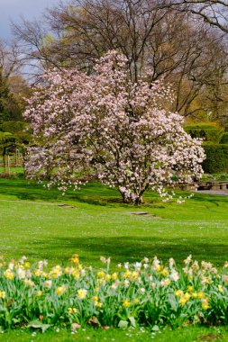 Blossoming Tree in Spring. Spring time in nature with blooming tree