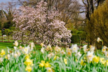 Blossoming Tree in Spring. Spring time in nature with blooming tree