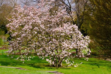Blossoming Tree in Spring. Spring time in nature with blooming tree