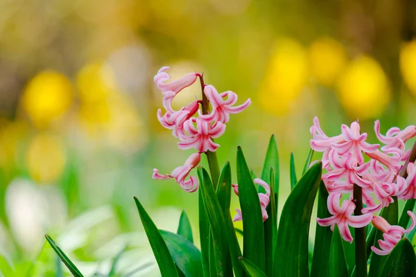 Tavaszi Mező Virágzó Rózsaszín Lila Jácint Napsütéses Napon Természetben — Stock Fotó